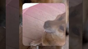 1000044340.mp4 (Собака наблюдает за устройством лестницы на 2 этаж в доме А-фрейм)