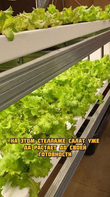 Не покупай салат в магазине смотреть онлайн