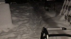 С новым годом из настоящего леса