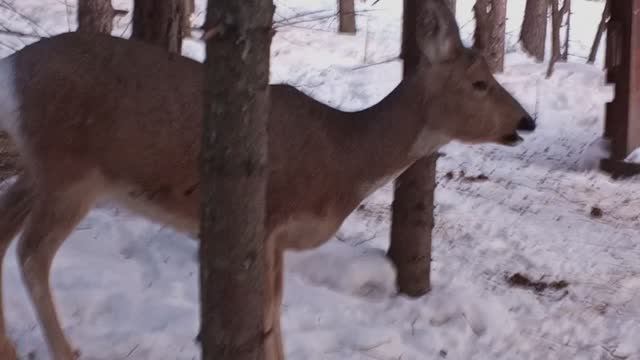 Лосиный остров. Единорожек и Барон