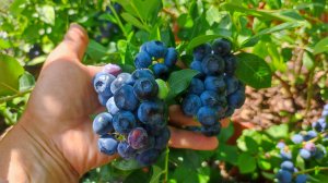 Голубика. Как вырастить достойный урожай. Вкусные сорта.