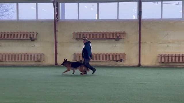 7 Отл. ISOR v. Zisawinkel +++ №29. БРОННИЦЫ 20 декабря`25 Моно немецких овчарок смотреть онлайн