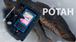 Ротан со льда - инструкция. Эхолот Практик 8 МАКС на сверхмалых глубинах.