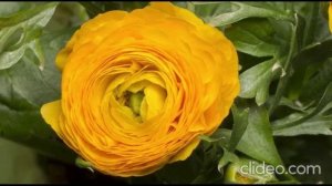 Project 5 ЭТУ ПЕСНЮ И ВИДЕО ПОСВЯЩАЮ ЛЕНЕ