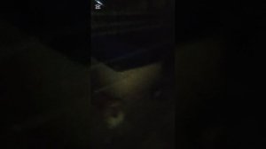 Собаки испугались новогодних фейерверков