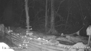 LIVE: С НОВЫМ 2026 ГОДОМ! На лесной опушке. Природа онлайн