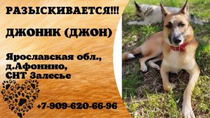 Пропала собака! ДЖОНИК (ДЖОН). Ярославская обл,  д. Афонино