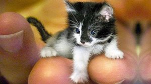 Приколы с котами! С ОЗВУЧКОЙ! Самые смешные животные - СМЕШНЫЕ КОШКИ И СОБАКИ 2023! Я РЖАЛ ДО СЛЕЗ!