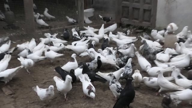 Голуби Арсена в Невинномысске! смотреть онлайн