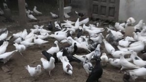 Голуби Арсена в Невинномысске!