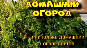ДОМАШНИЙ ОГОРОД. СОРТА ДЛЯ ГОРШКОВ И ДАЧИ!