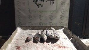 улов форели