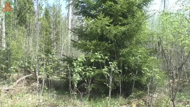 Три леса - четыре гриба! "Дневник грибника" 17 мая 2023 года. смотреть онлайн