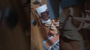 Один день глазами лошади
(ириска)