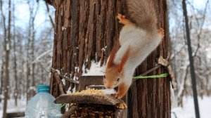 Голодные белки. Зарисовка