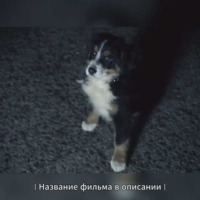Клерик Спас щенка! смотреть онлайн
