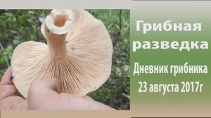 Грибная разведка. Дневник 23 августа 2017 года.