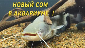 НОВЫЙ СОМ В АКВАРИУМЕ