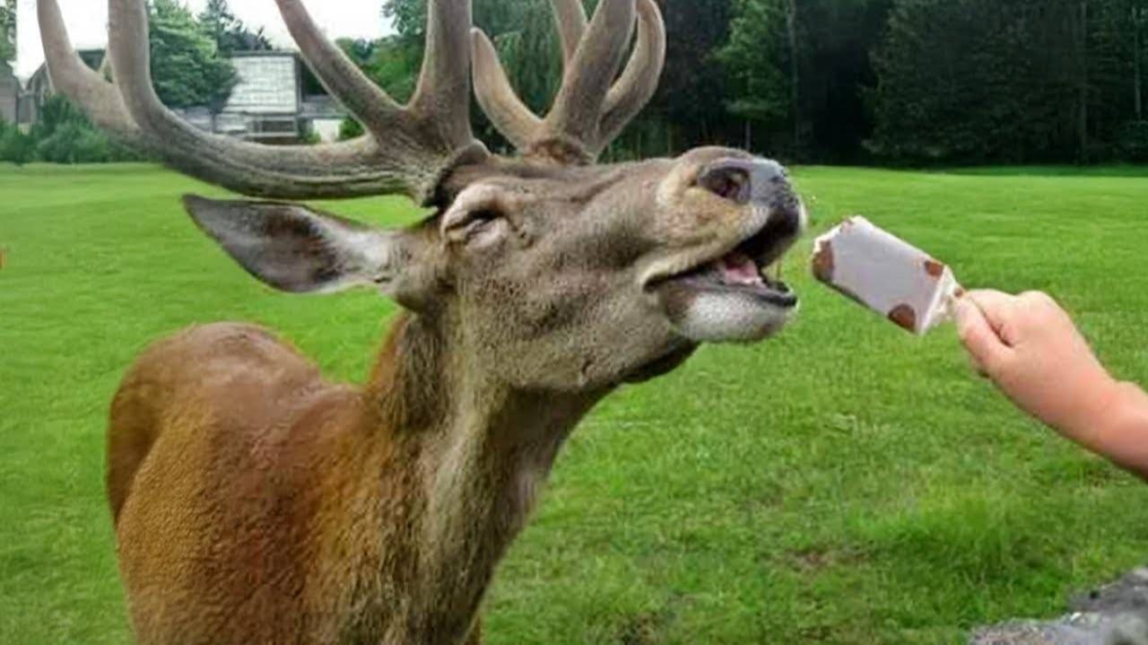 СМЕШНО ДО СЛЕЗ 😹😍 СМЕШНЫЕ ЖИВОТНЫЕ, ЛУЧШИЕ ПРИКОЛЫ С РАЗНЫМИ ЖИВОТНЫМИ 🥰 смотреть онлайн