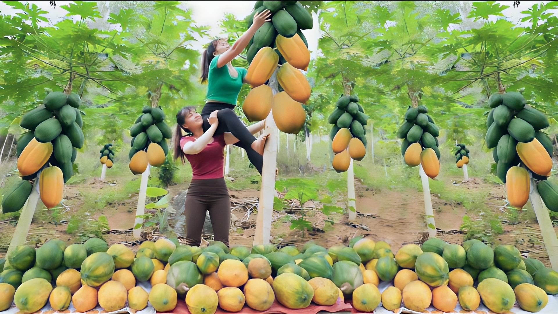 Собираем с сестрой фрукты в сельской местности и везем на рынок для продажи. Фуонг