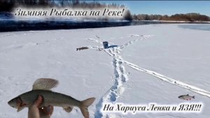 ЗИМНЯЯ РЫБАЛКА ДЕКАБРЯ 2025-2026!!! НА Хариуса, Ленка и ЯЗЯ!!!