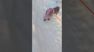 трансляция