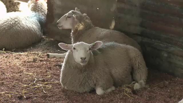 Big Question 5 BI food and animals смотреть онлайн