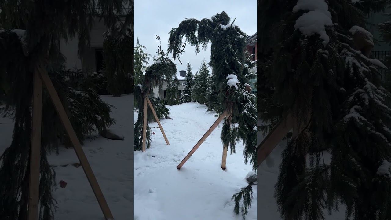 Дорогие друзья, поздравляю вас с наступающим Новым Годом! ☃️ смотреть онлайн