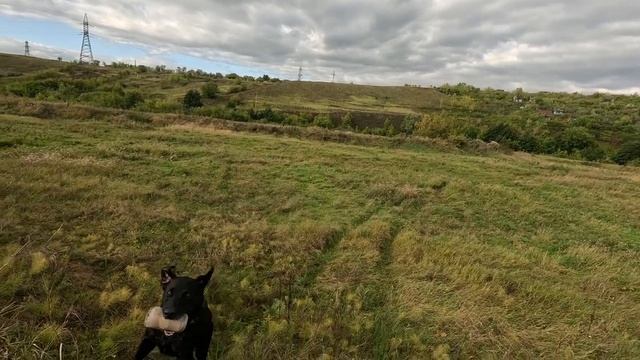 Тренировка лабрадора. Работа над марками (видимые подачи) с дамми лаунчером.