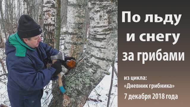 По льду и снегу за грибами.. Дневник грибника 7 декабря 2018 г. смотреть онлайн