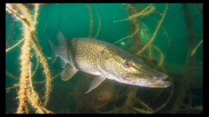 Интересный факт: «Зимняя рыбалка»