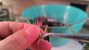 Сажаем мини садик. Часть 2.🌵🌵🌵🌱🍀#комнатныерастения#суккуленты☘️☘️☘️