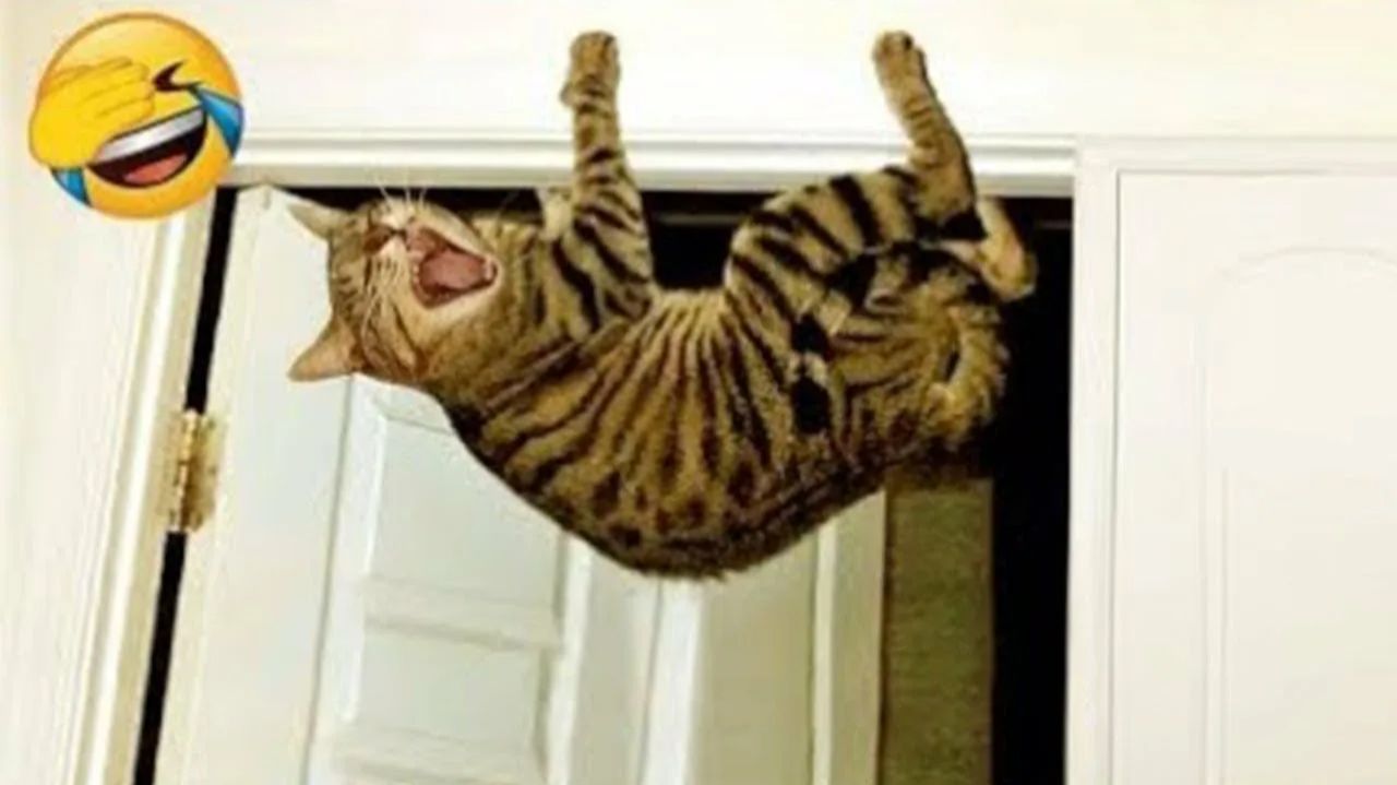 СМЕШНО ДО СЛЕЗ 😹😍 СМЕШНЫЕ КОТЫ, ЛУЧШИЕ ПРИКОЛЫ С КОТАМИ, СОБАКАМИ КОШКИ,СОБАКИ , ЖИВОТНЫЕ 🥰 смотреть онлайн