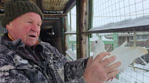 Смотрим голубей