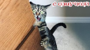 Приколы с котами! САМЫЕ СМЕШНЫЕ ЖИВОТНЫЕ! С ОЗВУЧКОЙ! Смешные коты!