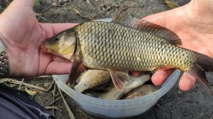 В поисках сазана! Ловля на боковой кивок при порывах ветра до 18м/сек.