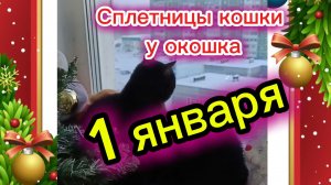 1 января. Кошки с озвучкой.