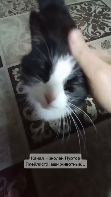 Мася на ПМЖ 😊👍 смотреть онлайн