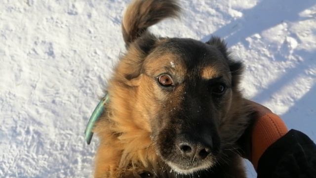 МАКС смотреть онлайн