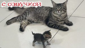 Приколы с котами! С ОЗВУЧКОЙ! Самые смешные животные! СМЕШНЫЕ КОТЫ! УГАР!