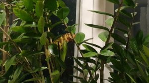 Девочке Лета...