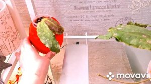 КОМНАТНЫЕ РАСТЕНИЯ(ЦВЕТЫ).ЗАНИМАЮСЬ ОБУСТРОЙСТВОМ СТЕЛЛАЖА.