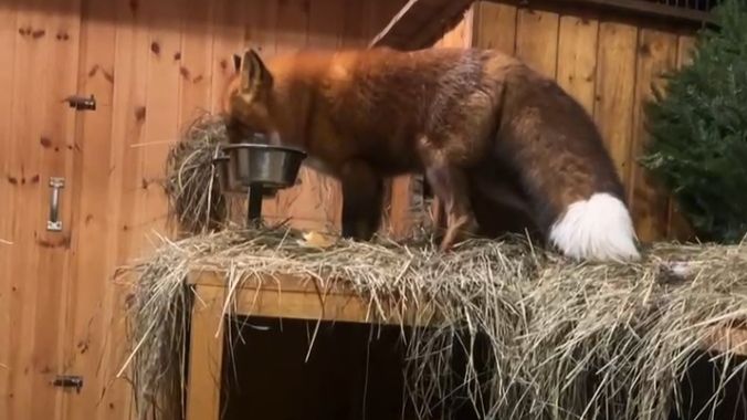 Лиса-Алиса. Новогоднее лакомство для Игниса смотреть онлайн