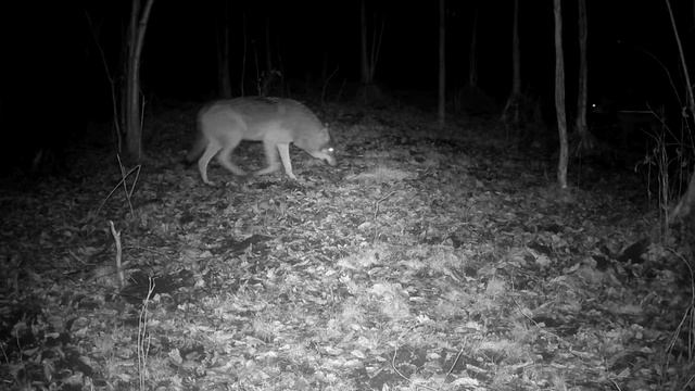 Видео фото ловушки 🐺🐺🐺🐺 смотреть онлайн