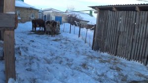 Первый день нового года . Обзор тележки для навоза .