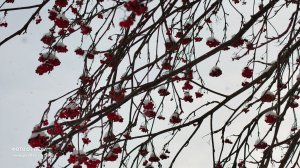 Я ТРЕБУЮ ПРОДОЛЖЕНИЯ БАНКЕТА