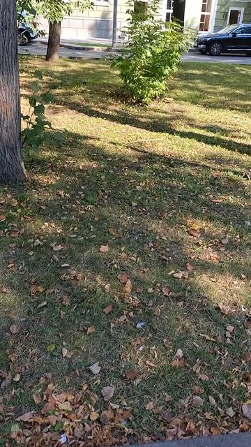 №564	Комсомольский проспект. 15 августа 2025 г., 15:35:55 VID_20250815_153542786