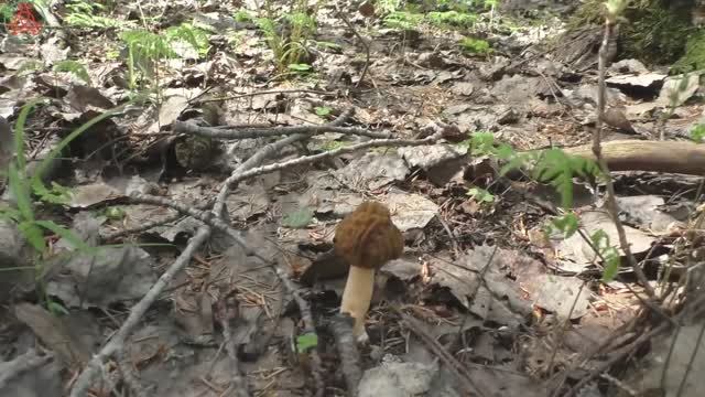 Молодых - в корзину, старых - в лес, размножаться! "Дневник грибника" 18 мая 2023 года. смотреть онлайн