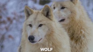 МУЗЫКА, ПОМОГАЮЩАЯ УСНУТЬ ЗА 5 МИНУТ И ПОГРУЗИТЬСЯ В ГЛУБОКИЙ СОН