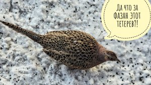 Прошлогоднее видео! Наряжаем ёлочку и встречаем фазана в Птиченькином кафе! Егор привёз подарок Кофи